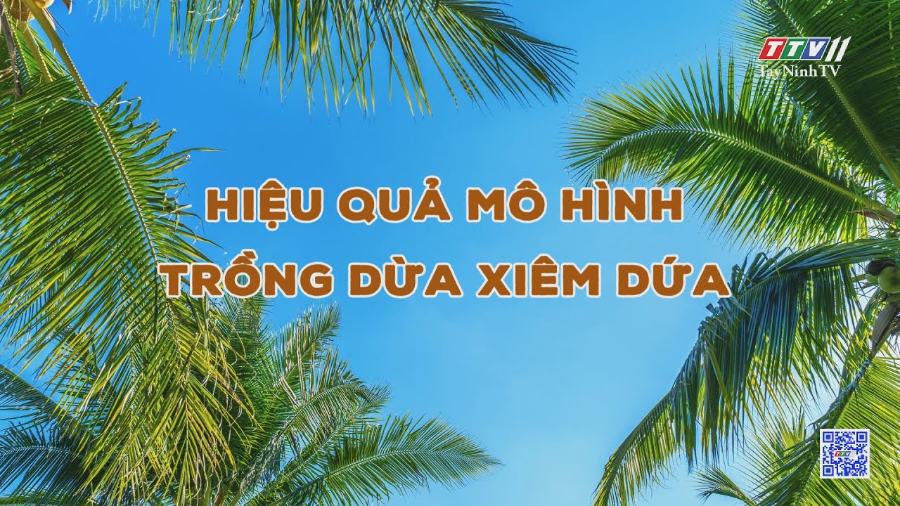 Hiệu quả mô hình trồng dừa xiêm dứa | NÔNG NGHIỆP TÂY NINH | TayNinhTV